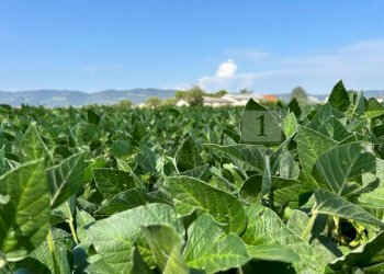 Esterno (12).JPG - Terreno agricolo Via Volpara, Castegnero - foto 1