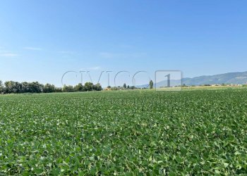 Esterno (8).JPG - Terreno agricolo Via Volpara, Castegnero - foto 7