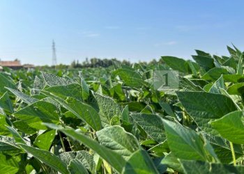 Esterno (10).JPG - Terreno agricolo Via Volpara, Castegnero - foto 9