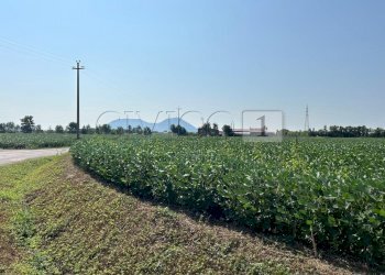 Esterno (14).JPG - Terreno agricolo Via Volpara, Castegnero - foto 11