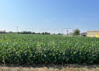 Esterno (17).JPG - Terreno agricolo Via Volpara, Castegnero - foto 14