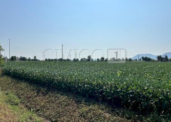 Esterno (25).JPG - Terreno agricolo Via Volpara, Castegnero - foto 21