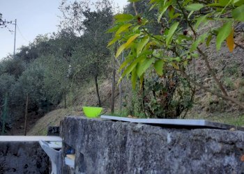 20240809_184825.jpg - Rustico Santo Stefano di Magra - foto 12