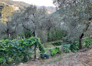 20240809_190015.jpg - Rustico Santo Stefano di Magra - foto 24