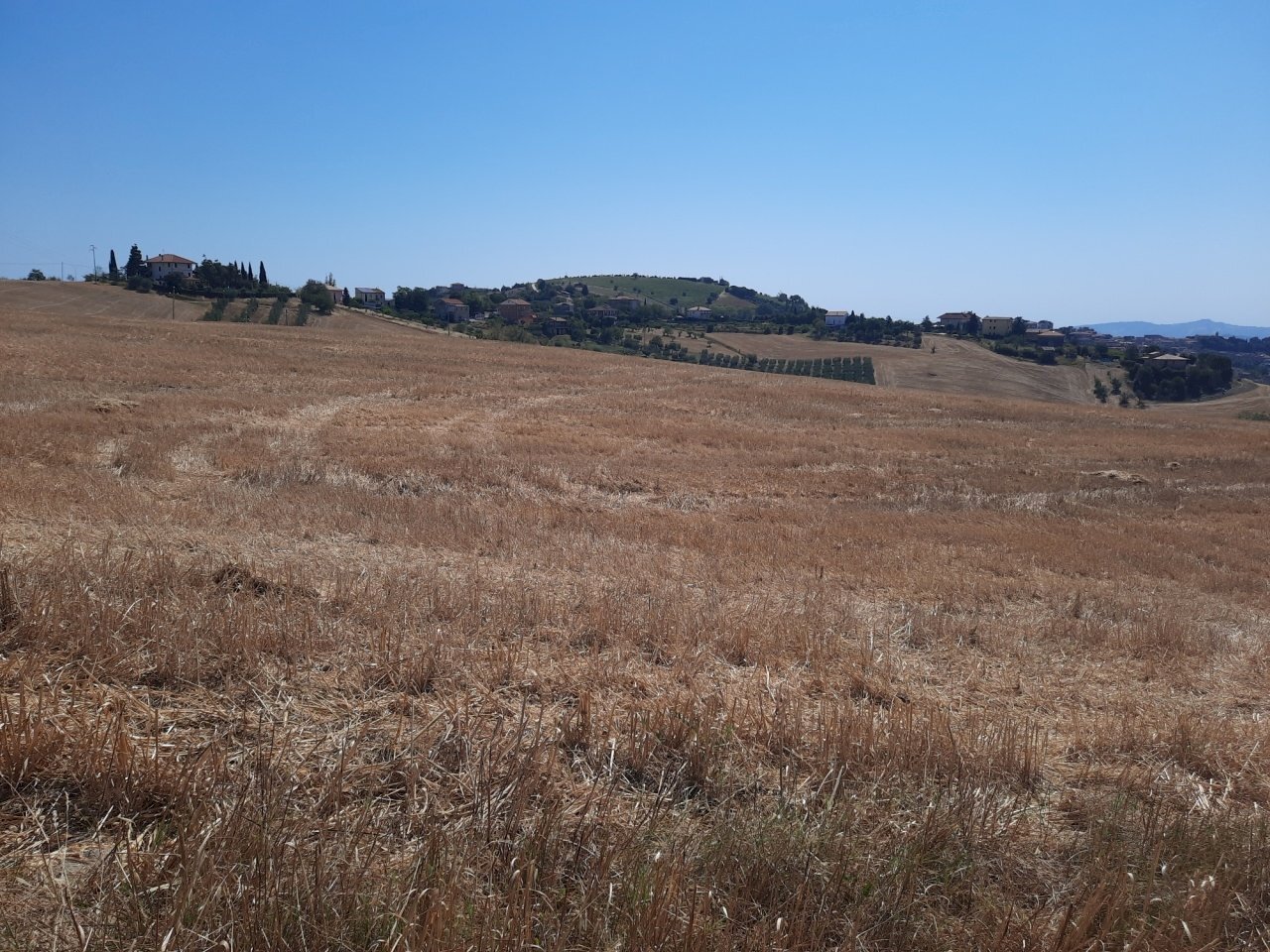 02 OFFIDA - TERRENO AGRICOLO CON ULIVETO E SEMINAT - Terreno agricolo Offida - foto 2