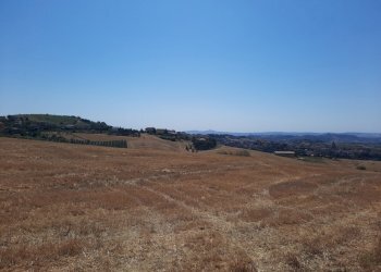 04 OFFIDA - TERRENO AGRICOLO CON ULIVETO E SEMINAT - Terreno agricolo Offida - foto 1