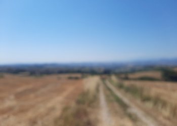 03 OFFIDA - TERRENO AGRICOLO CON ULIVETO E SEMINAT - Terreno agricolo Offida - foto 3