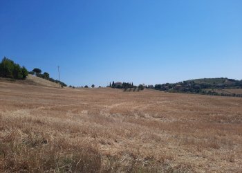 07 OFFIDA - TERRENO AGRICOLO CON ULIVETO E SEMINAT - Terreno agricolo Offida - foto 6
