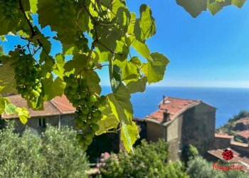 photo_2024-07-04_20-35-19 (2).jpg - Terratetto - Terracielo Località Fossola, La Spezia - foto 7