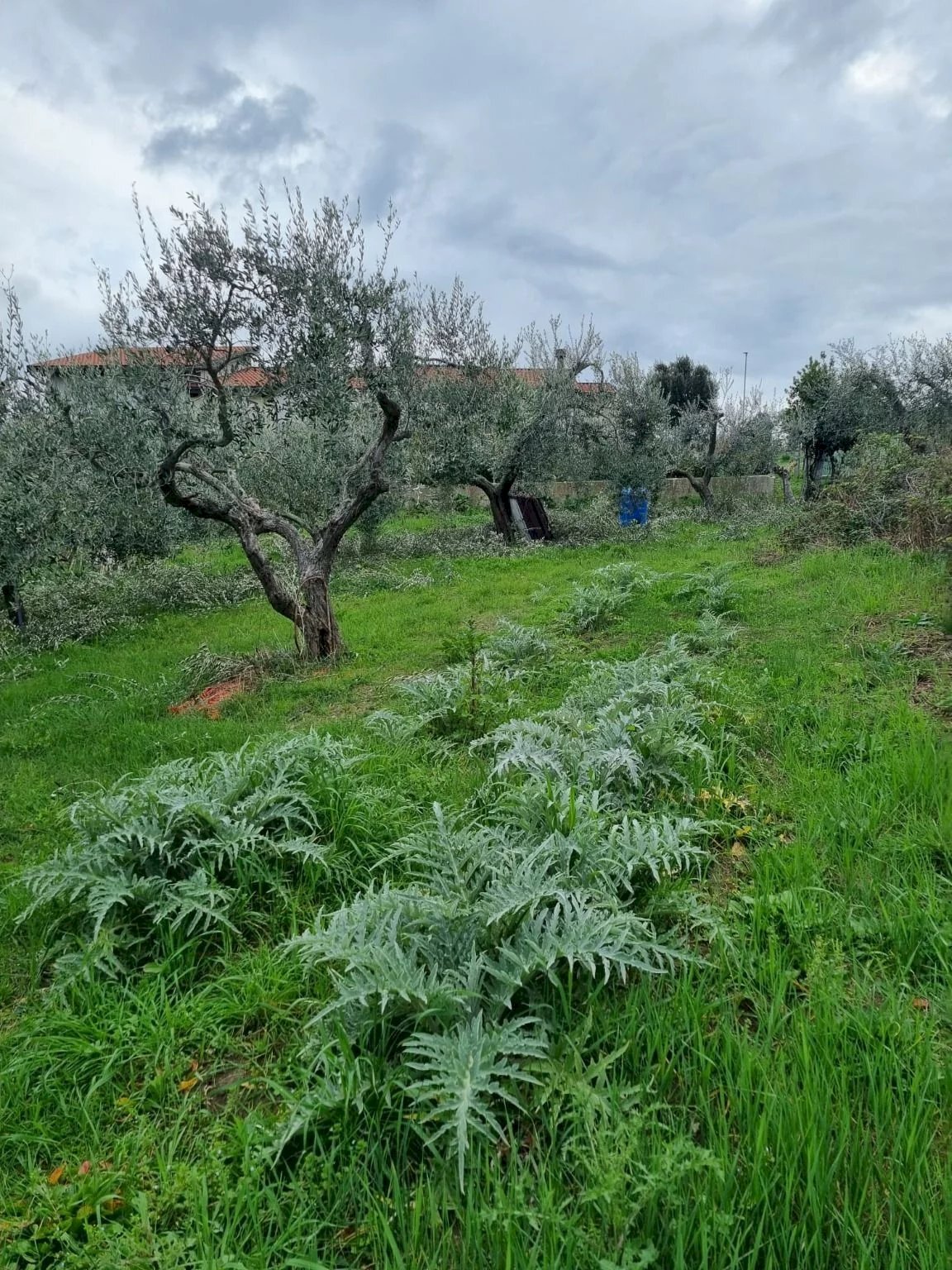 Building land Ancona - photo 3