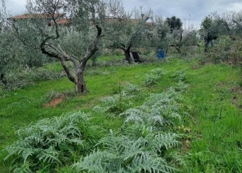Terreno edificabile Ancona - foto 3