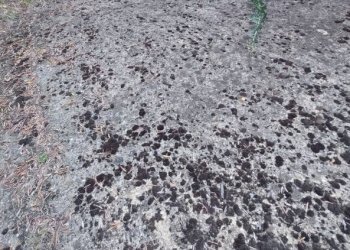 Terreno - Capannone via dei Colli, Signa - foto 19