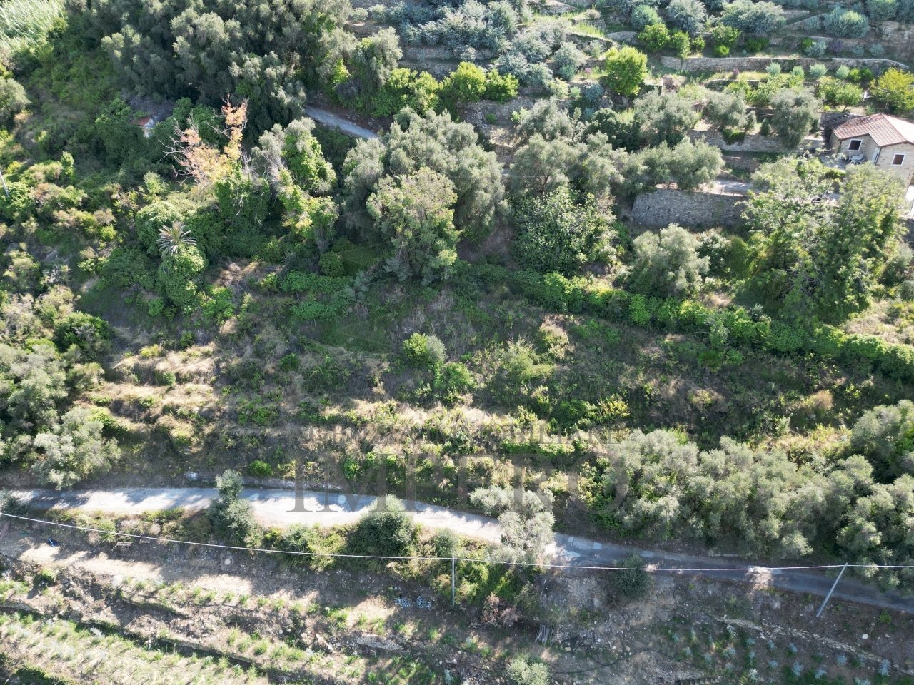 DJI_0142.JPG - Agricultural land Via Silvio Pellico 10, Bordighera - photo 3