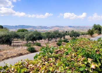 Casa indipendente C.da Serrone Mulè snc, Sambuca di Sicilia - foto 5