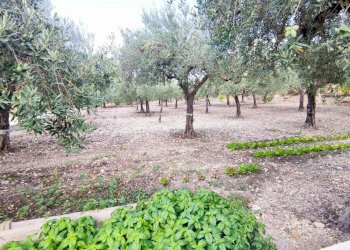 Casa indipendente C.da Serrone Mulè snc, Sambuca di Sicilia - foto 25