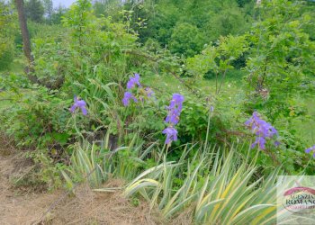 Rif 1546 (33).jpg - Casale Malvicino - foto 16