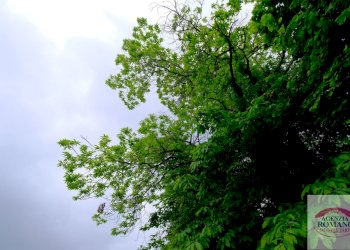 Rif 1546 (65).jpg - Casale Malvicino - foto 17