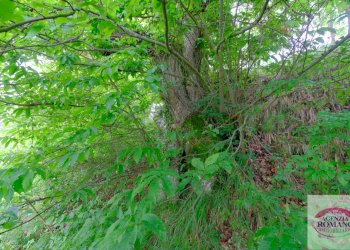 Rif 1546 (59).jpg - Casale Malvicino - foto 19