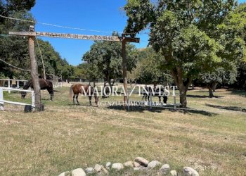 TERRENO3.jpg - Azienda agricola Cupra Marittima - foto 1