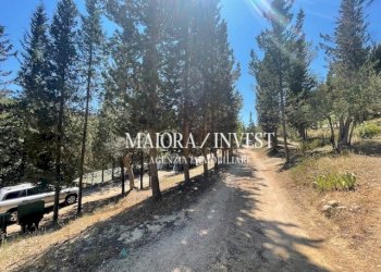 TERRENO25.jpg - Azienda agricola Cupra Marittima - foto 25