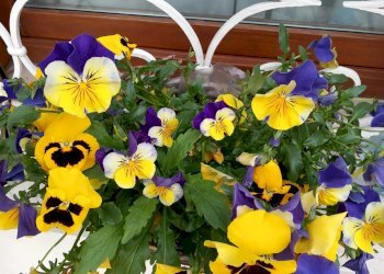 Villa a Schiera San Pietro di Feletto - foto 34