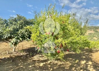 Casale Contrada Casale, Alcamo - foto 20