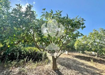 Casale Contrada Casale, Alcamo - foto 35