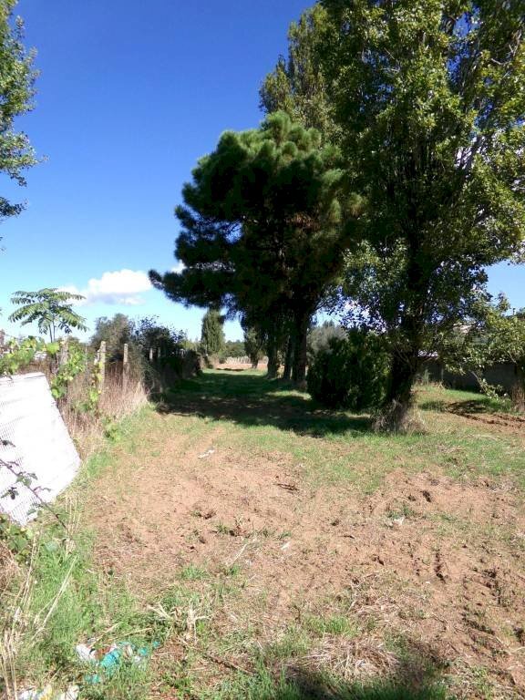 Terreno - Terreno agricolo Stradone del Sandalo, Anzio - foto 3