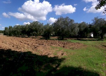 Terreno - Agricultural land Stradone del Sandalo, Anzio - photo 7