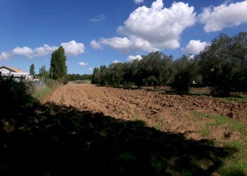 Terreno - Agricultural land Stradone del Sandalo, Anzio - photo 8