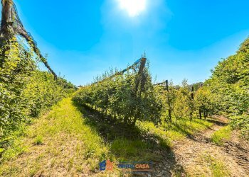 Terreno agricolo Saluzzo - foto 5