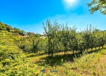 Terreno agricolo Saluzzo - foto 7