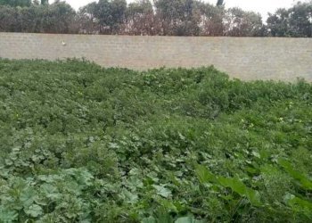 PHOTO-2024-09-23-11-15-01-1.jpg - Terreno agricolo Mazara del Vallo - foto 3