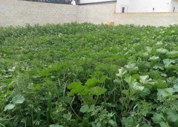 PHOTO-2024-09-23-11-15-02-1.jpg - Terreno agricolo Mazara del Vallo - foto 4