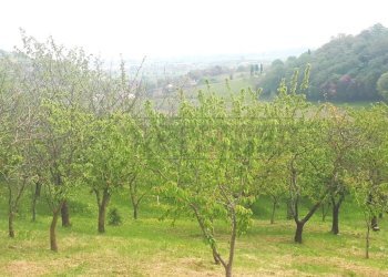 45e6665d-2d56-4f38-8e8a-33cda06402b9 - Copia - Cop - Agricultural land Castegnero - photo 7