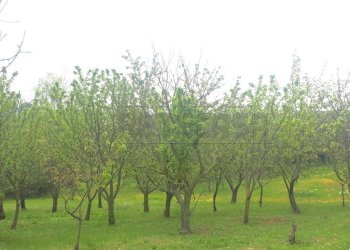 2468bbfc-4456-48e8-93eb-c58d69072f60 - Copia.jpeg - Agricultural land Castegnero - photo 11