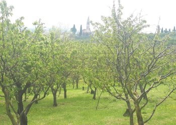 110662c2-3bd2-42ea-a785-3b5a63cc5b73 - Copia.jpeg - Agricultural land Castegnero - photo 12