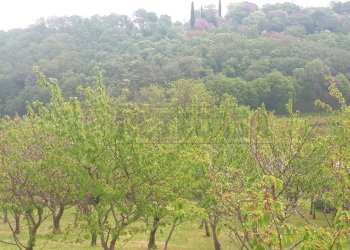 aa556119-babb-49ba-9f9f-0403ac4b00b0 - Copia - Cop - Agricultural land Castegnero - photo 14