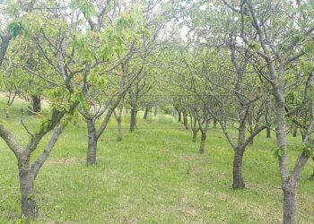 f264a3ac-5848-446f-a8bb-771e1596b890 - Copia (2).j - Agricultural land Castegnero - photo 15