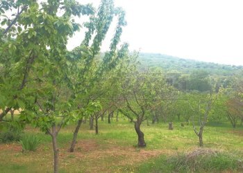 edeb8cd3-1622-4675-9dd0-b22b369bb6c5 - Copia - Cop - Agricultural land Castegnero - photo 18