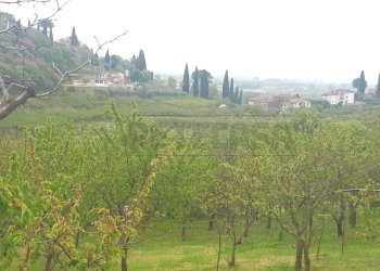 e02a6fc8-9510-4bc2-bb23-20ac3d22753f - Copia - Cop - Agricultural land Castegnero - photo 22