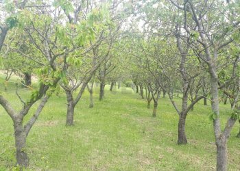 f264a3ac-5848-446f-a8bb-771e1596b890 - Copia.jpeg - Agricultural land Castegnero - photo 23