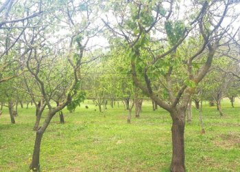 e74e5ac9-0a05-4922-b702-964fc7e65fa6 - Copia.jpeg - Agricultural land Castegnero - photo 24