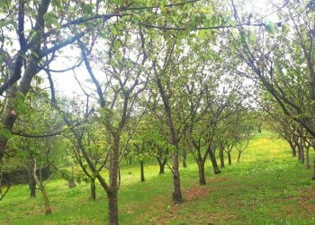 69a002a7-e833-4464-a4a5-9914ee640284 - Copia.jpeg - Agricultural land Castegnero - photo 25