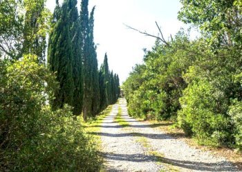 DILEOIMMOBILIARE VENDE (8).jpg - Azienda agricola Monterotondo Marittimo - foto 2