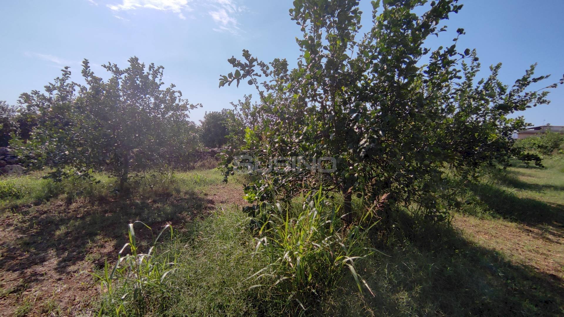 Agricultural land strada finaidi, Floridia - photo 3