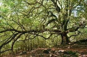 maletto 3.jpeg - Terreno agricolo contrada porcheria SNC, Maletto - foto 2