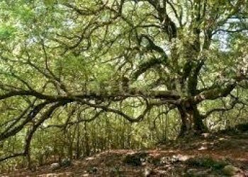 maletto 3.jpeg - Terreno agricolo contrada porcheria SNC, Maletto - foto 2