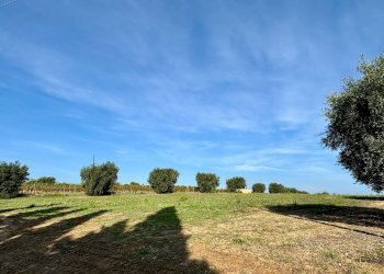 Terreno agricolo Grottammare - foto 5