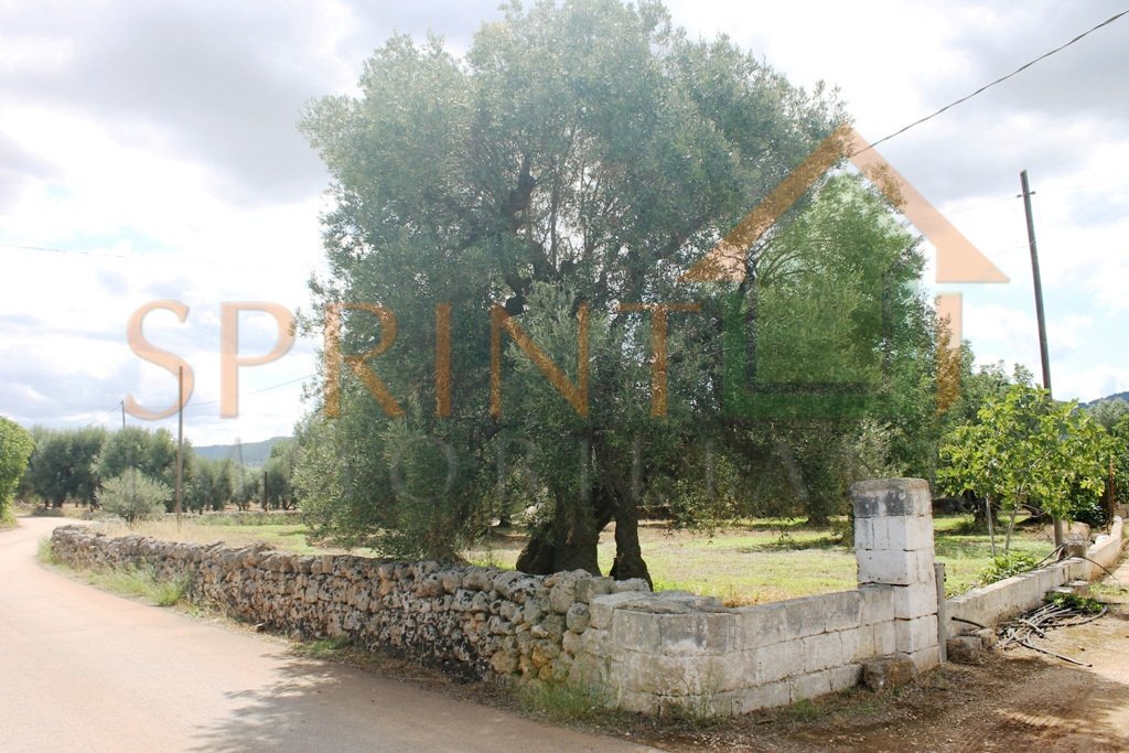 IMG_3618.jpg - Casale Monopoli - foto 2